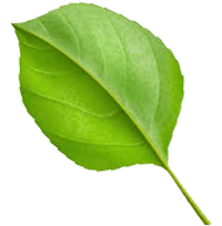 Fresh leaf